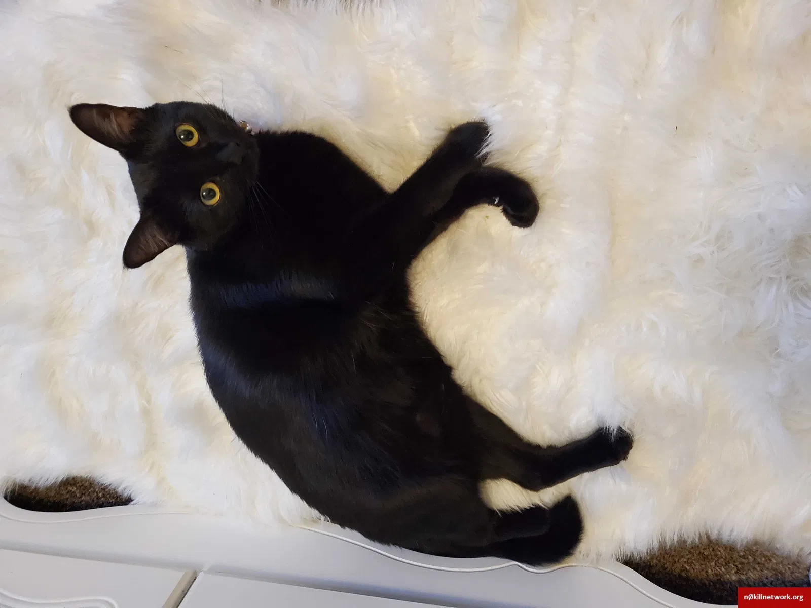 Lost cat in Henderson, NV, 89015
