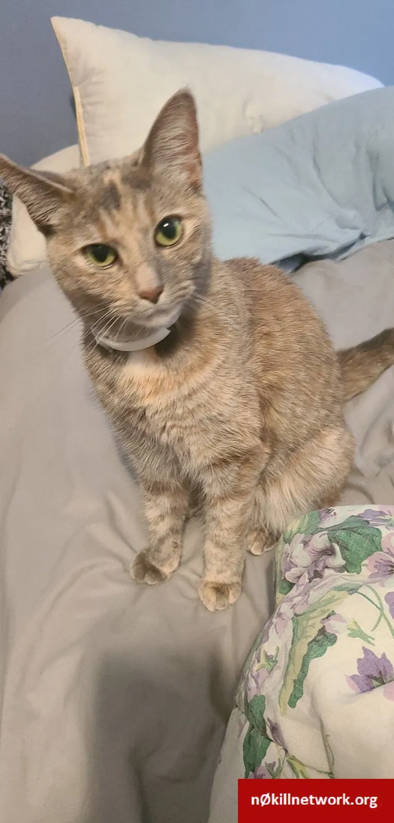 Lost cat in Cleveland, OH, 44134