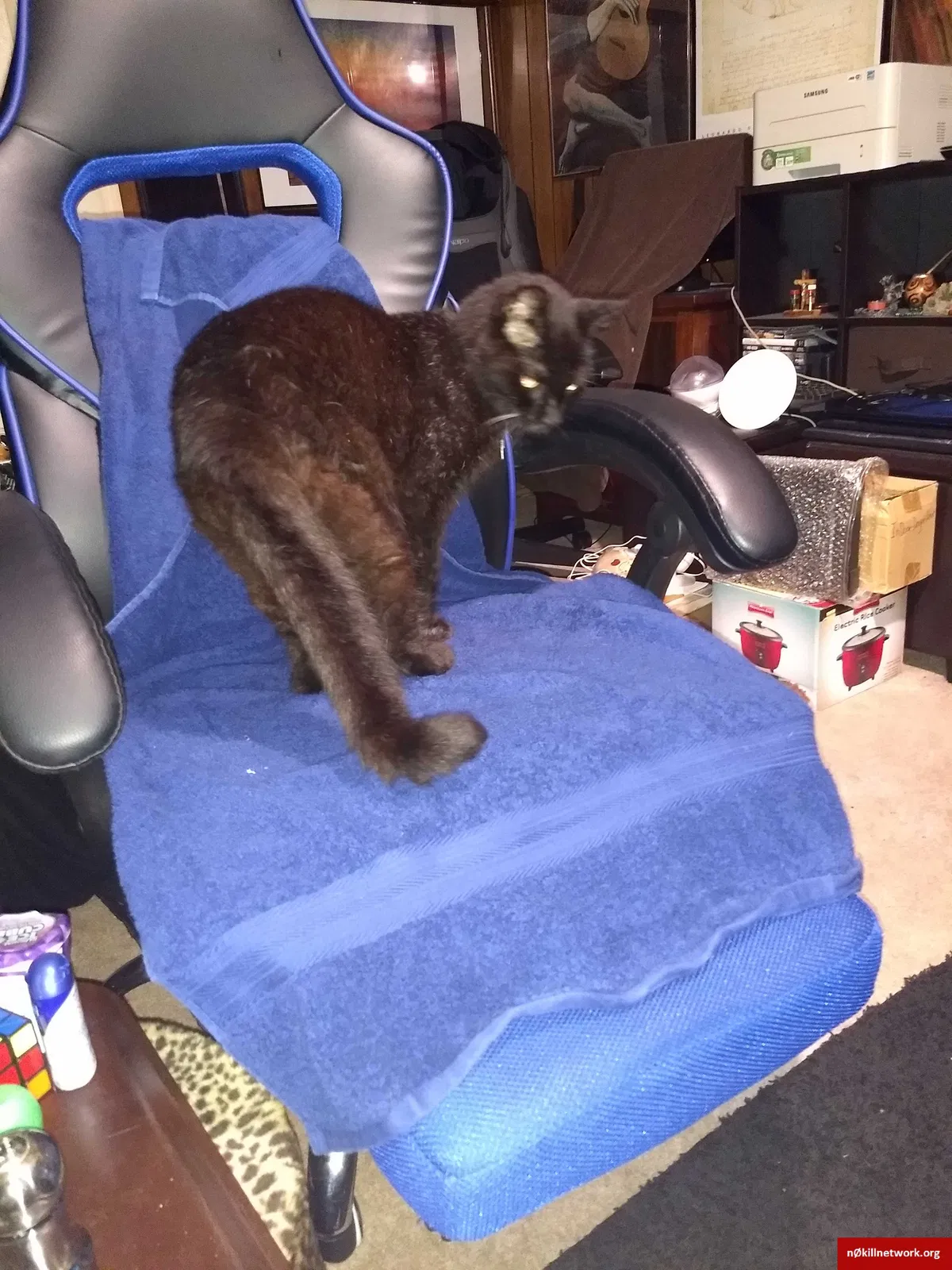 Lost cat in Lexington, KY, 40517