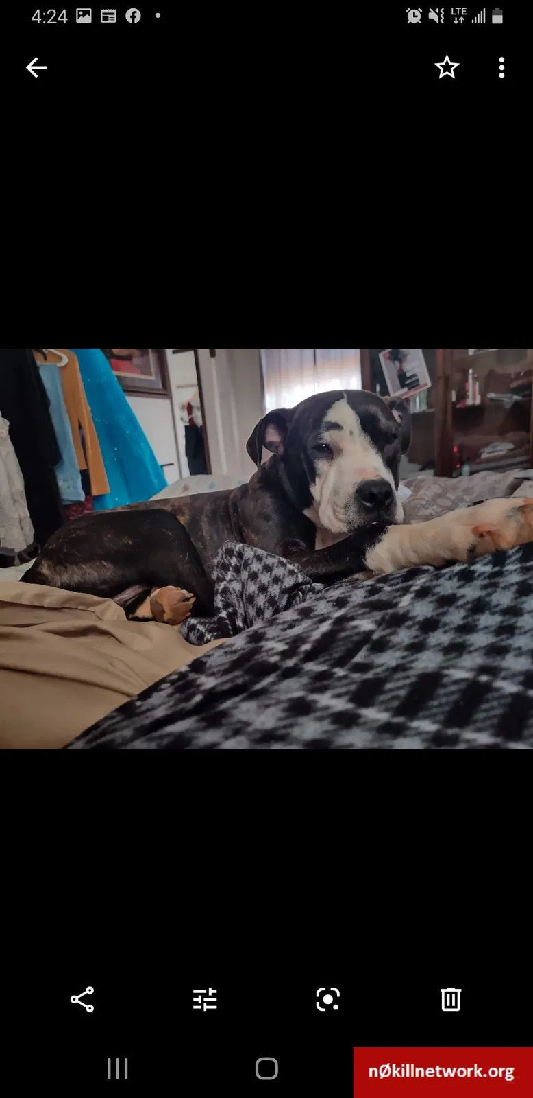 Lost dog in Easley, SC, 29642
