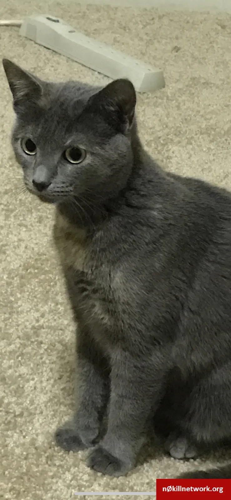 Lost cat in Asheville, NC, 28803