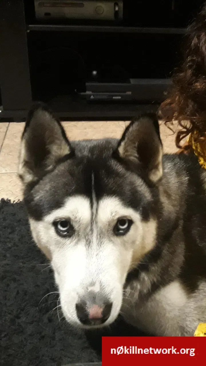 Lost dog in South Gate, CA, 90280