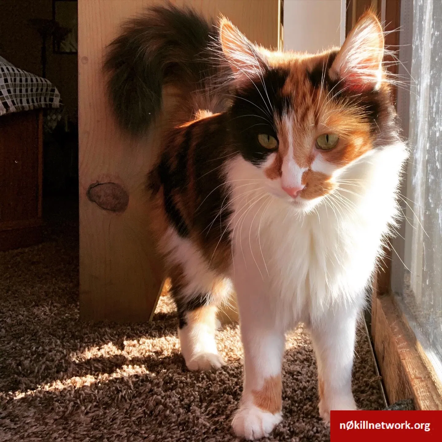 Lost cat in Winnebago, IL, 61088