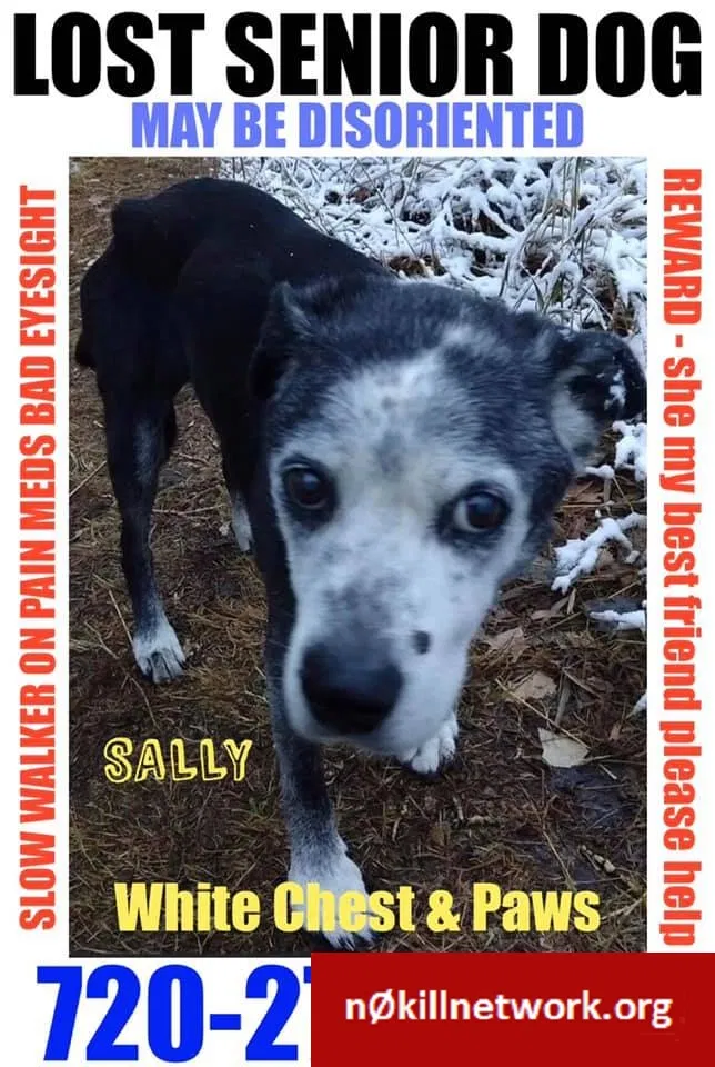Lost dog in Wheat Ridge, CO, 80033