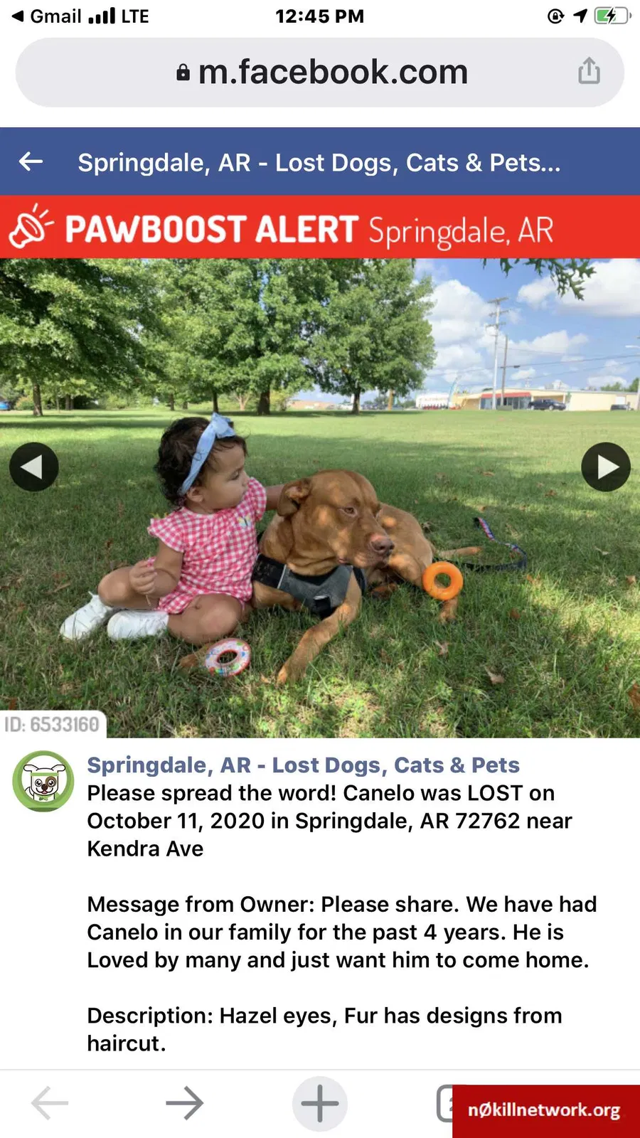 Lost dog in Springdale, AR, 72762