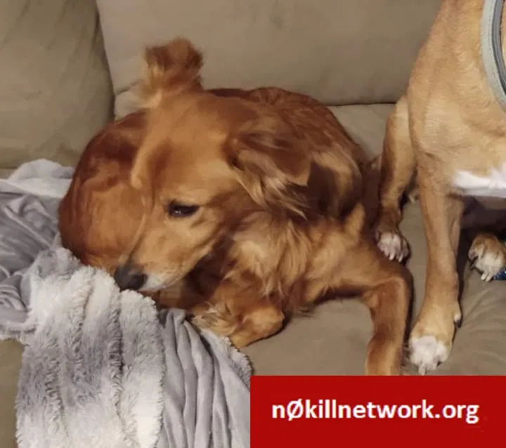 Lost dog in Hendersonville, NC, 28792