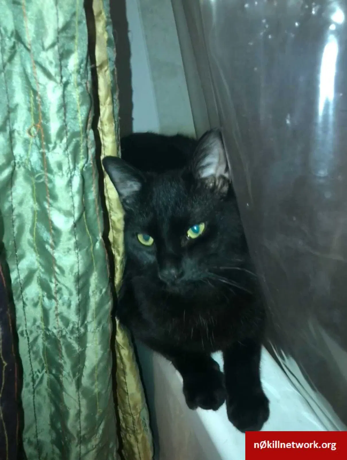 Lost cat in Richland, MS, 39218