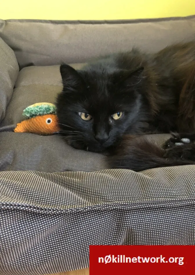 Lost cat in Ventura, CA, 93001