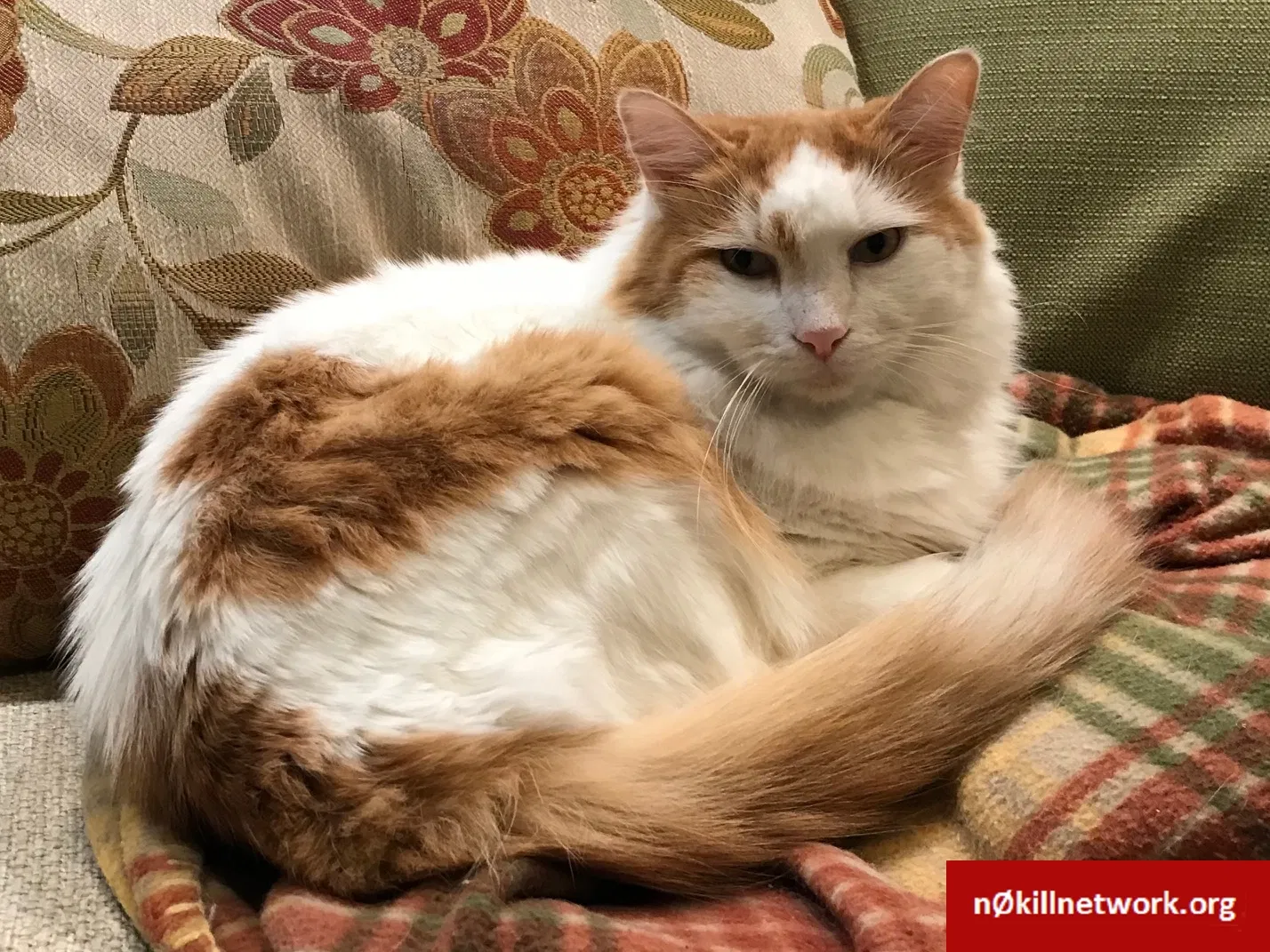 Lost cat in Tulsa, OK, 74136