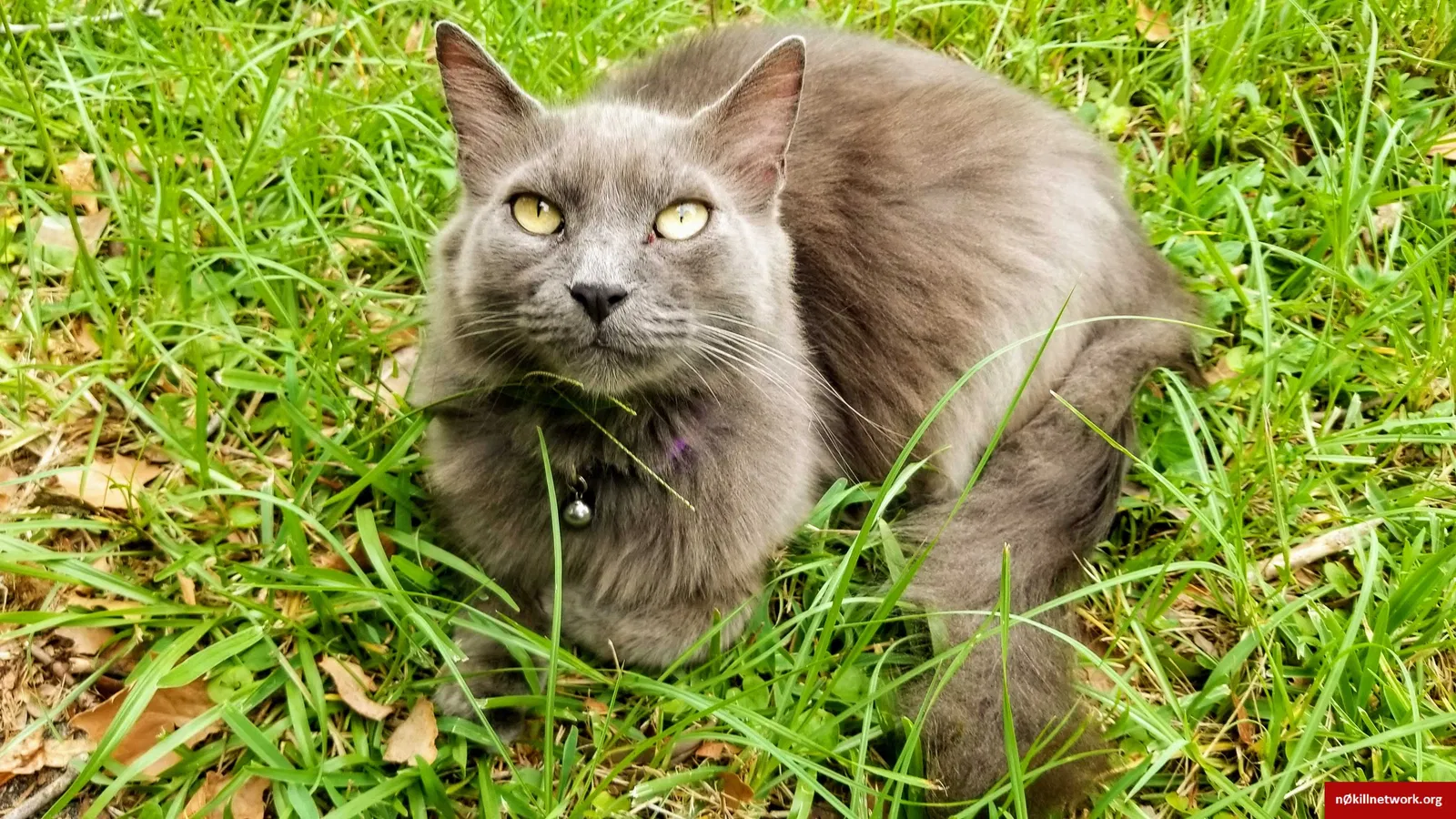 Lost cat in Gainesville, FL, 32607