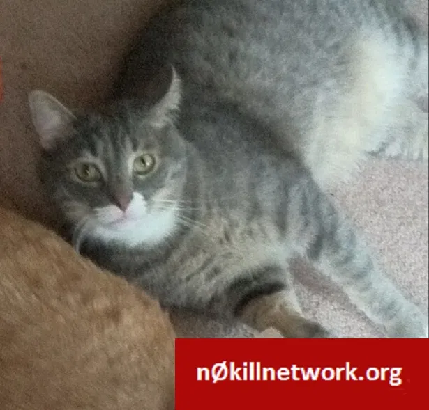 Lost cat in Fort Wayne, IN, 46825