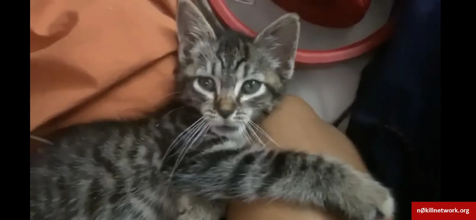 Lost cat in Melrose Park, IL, 60164