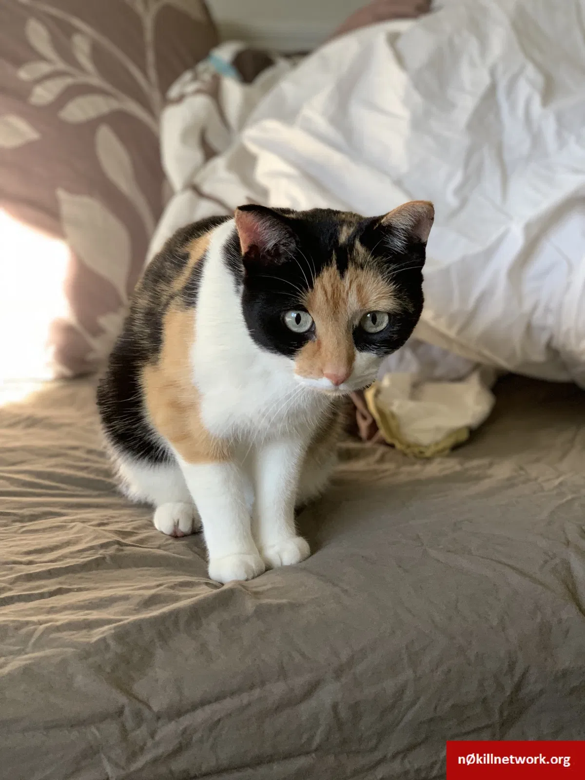 Lost cat in Circle Pines, MN, 55014