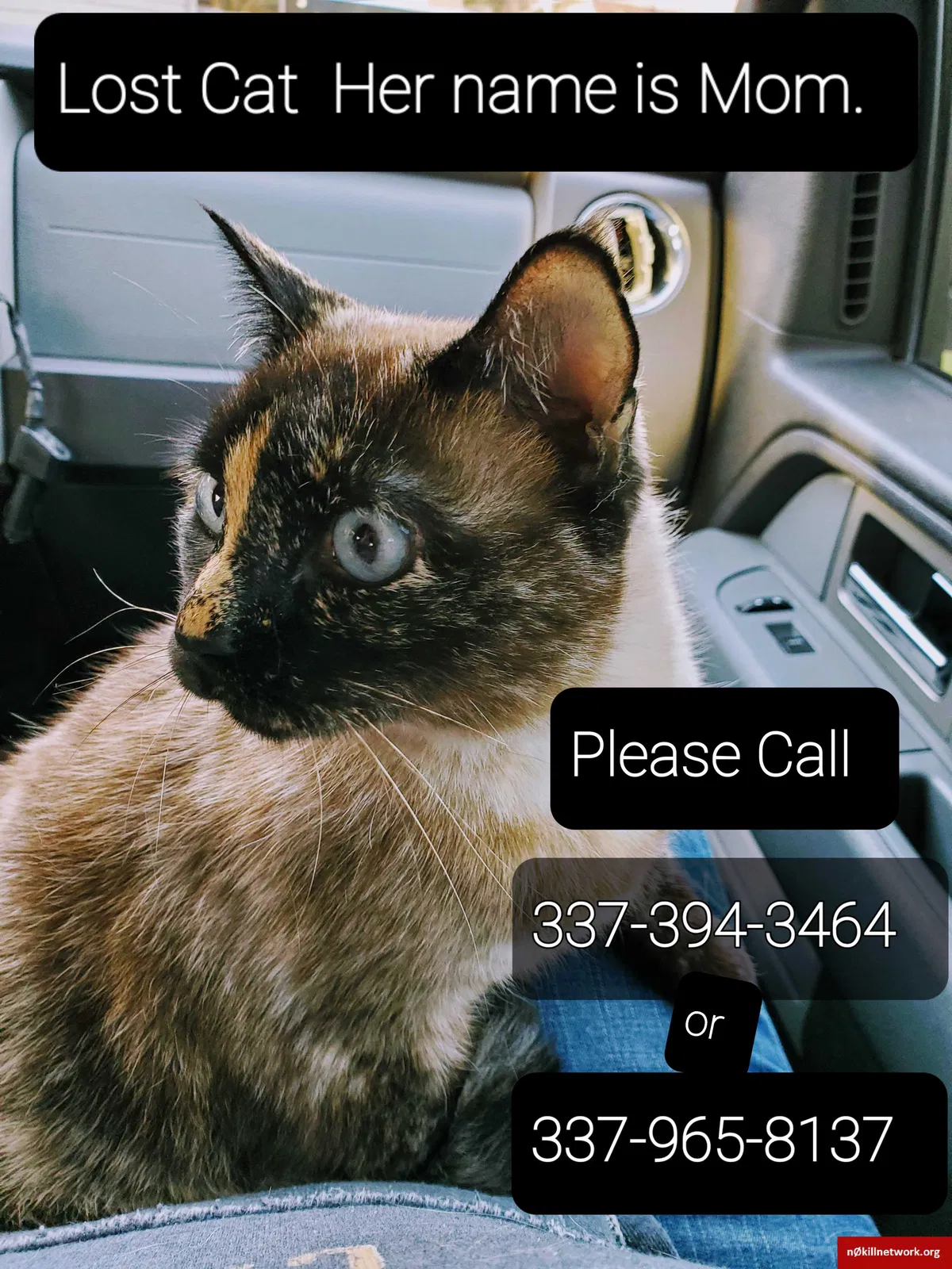 Lost cat in Lafayette, LA, 70508