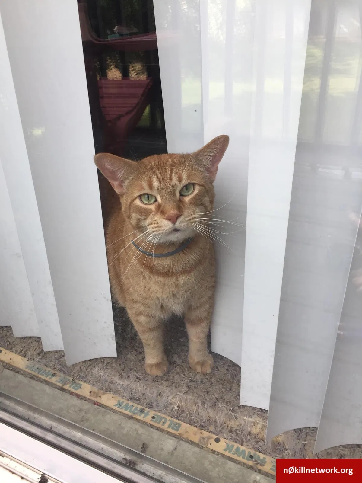 Lost cat in Pleasant Grove, AL, 35127