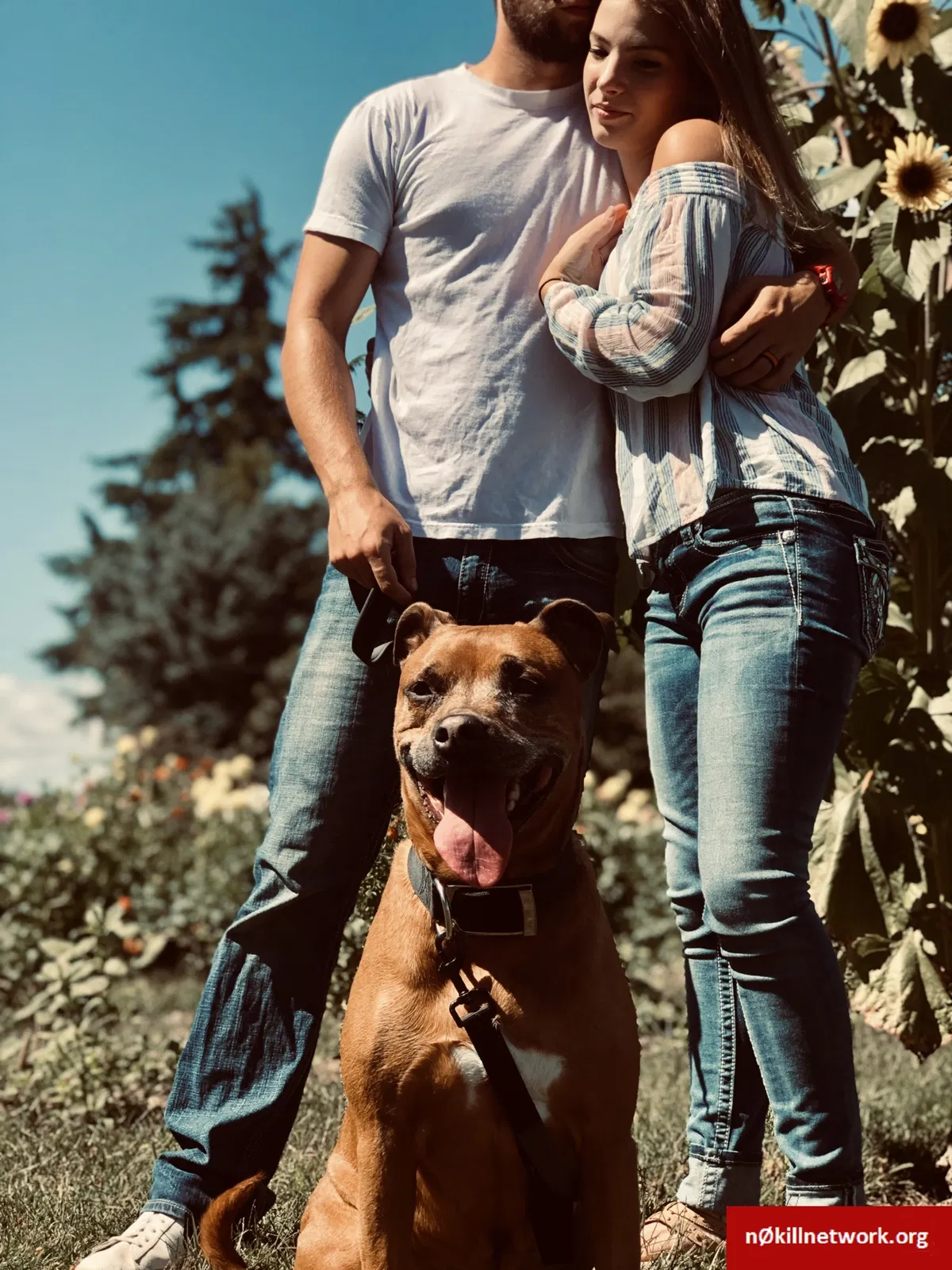 Lost dog in Salem, OR, 97304