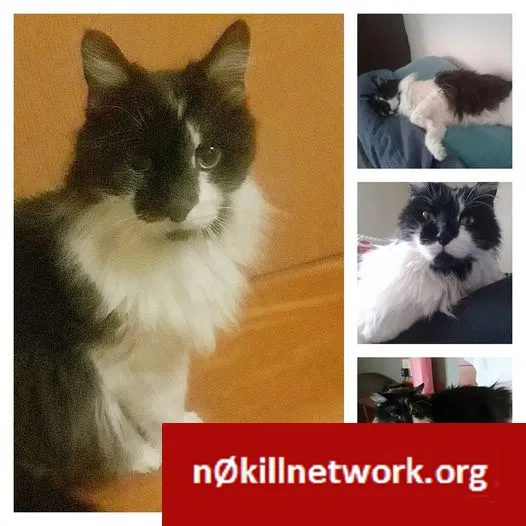 Lost cat in Colorado Springs, CO, 80916