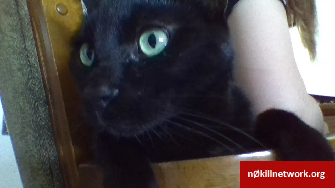 Lost cat in Henderson, NV, 89015