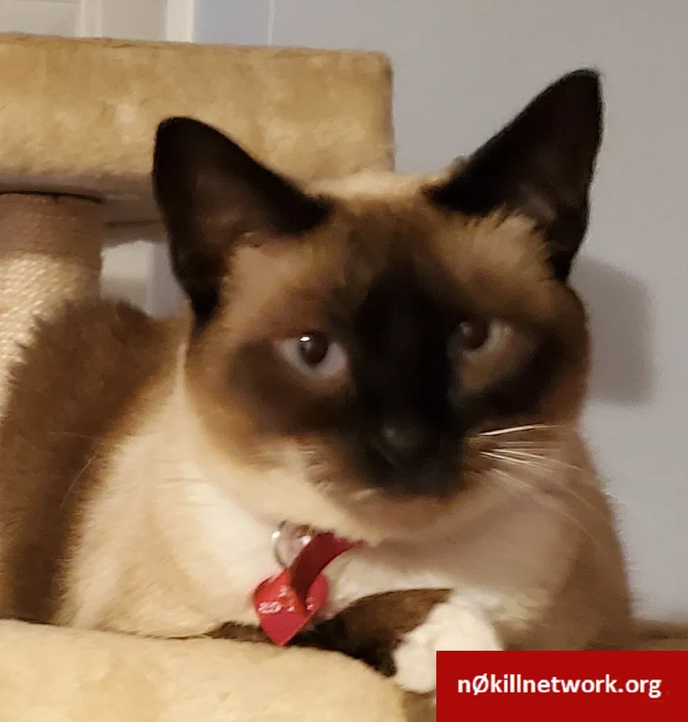 Lost cat in Harpers Ferry, WV, 25425