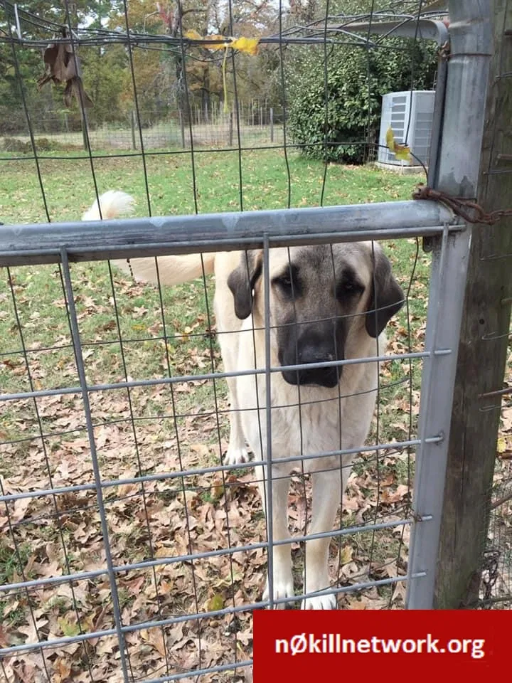 Lost dog in Mineola, TX, 75773