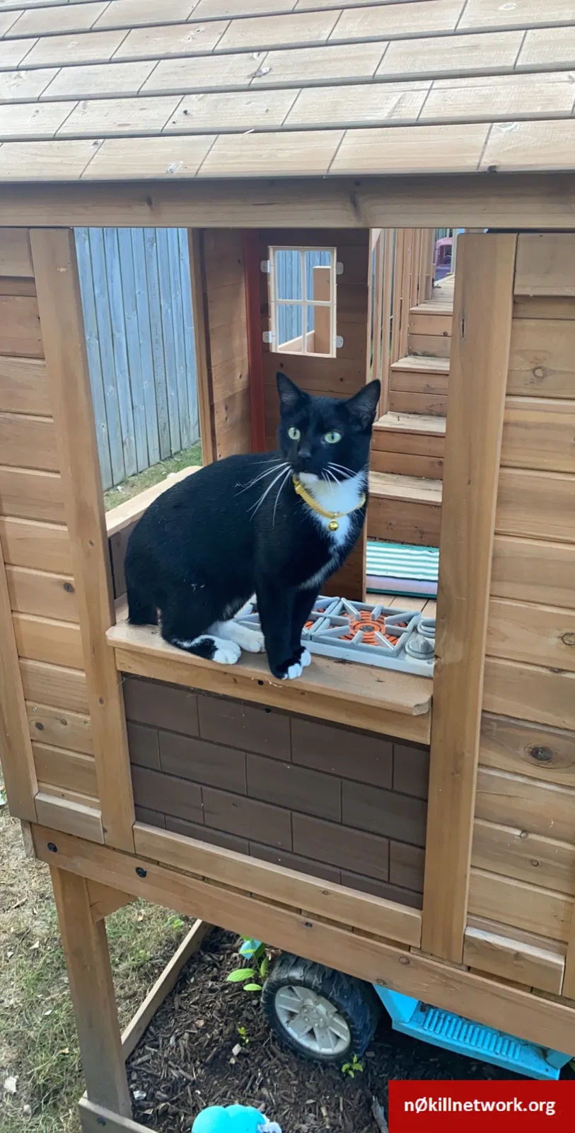 Lost cat in Toledo, OH, 43606