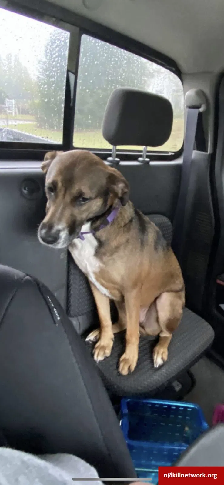 Lost dog in Gainesville, GA, 30501