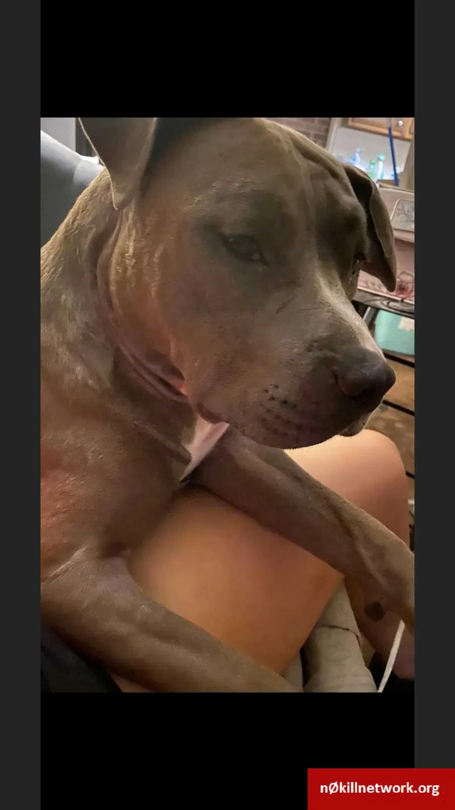 Lost dog in Churchville, NY, 14428