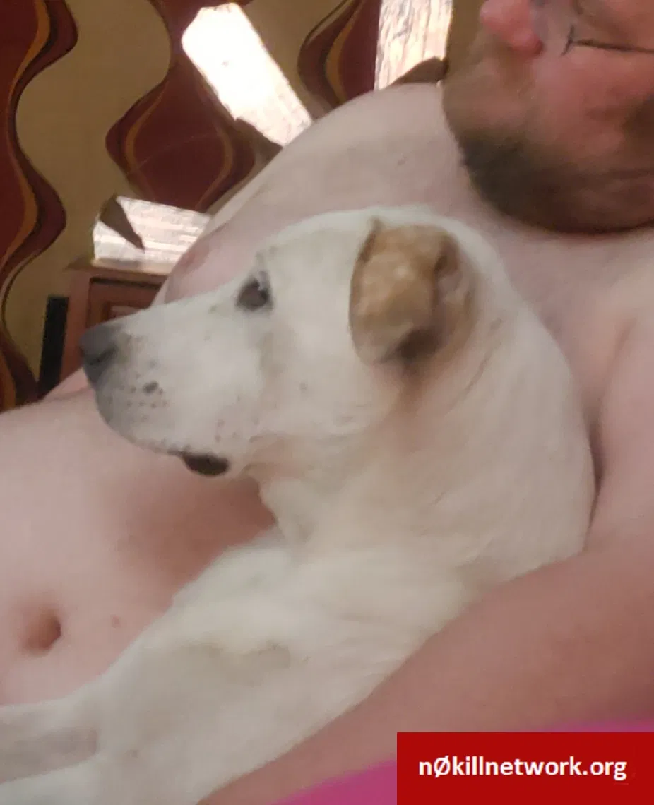 Lost dog in Carl Junction, MO, 64834