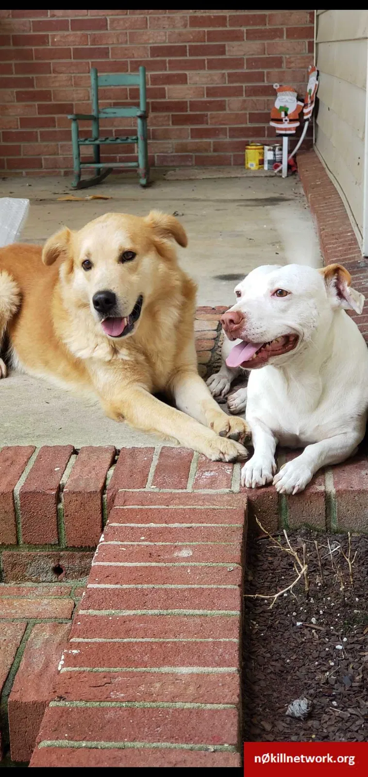 Lost dog in Trinity, NC, 27370