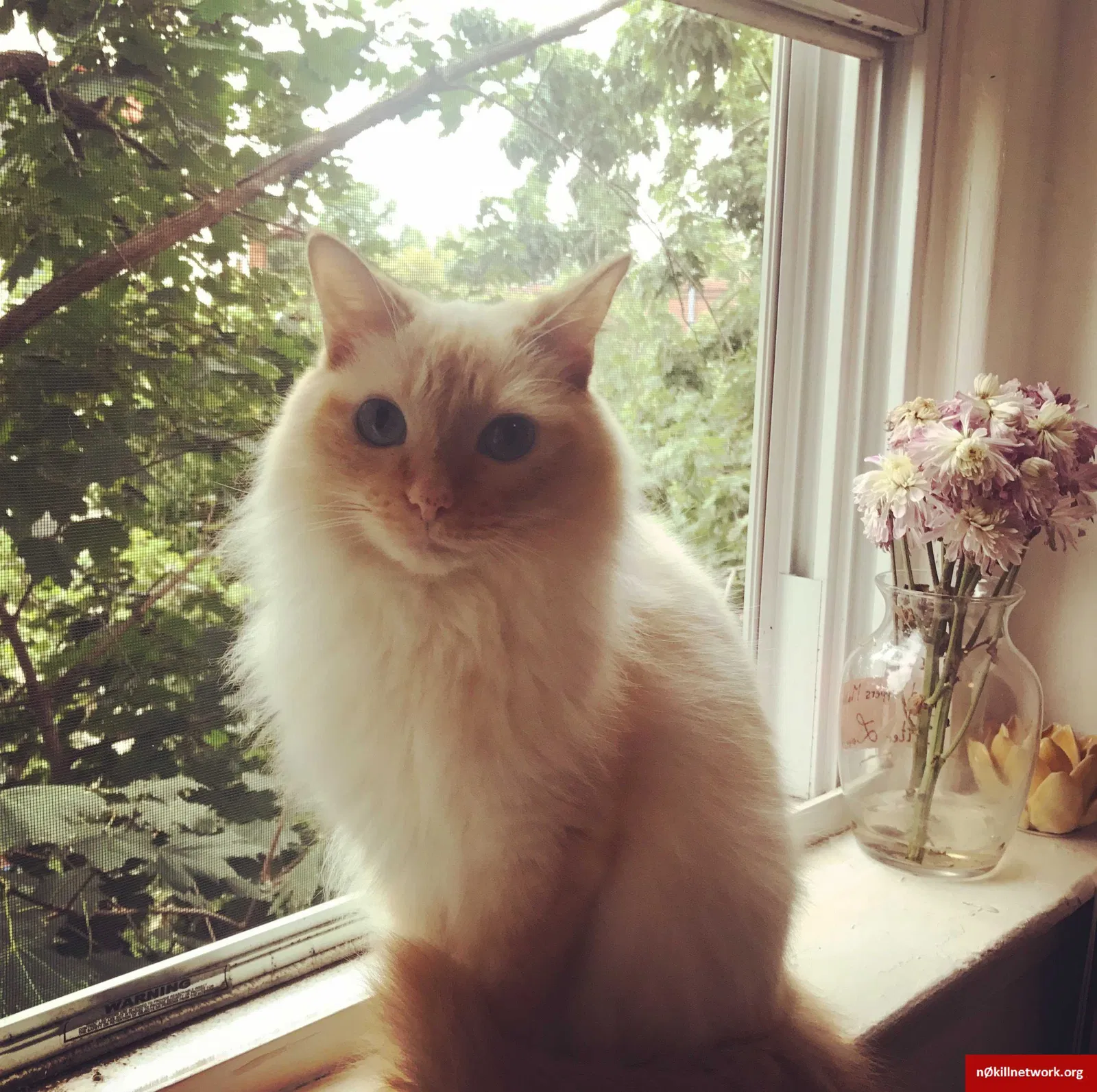 Lost cat in Encinitas, CA, 92024