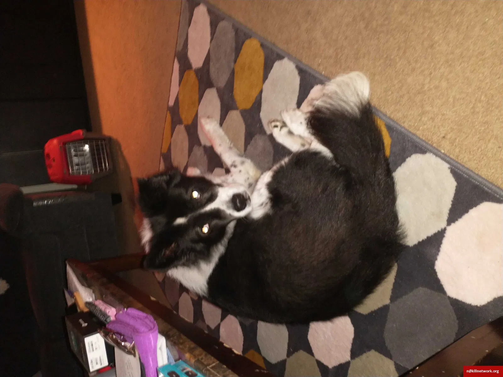 Lost dog in Lima, OH, 45806