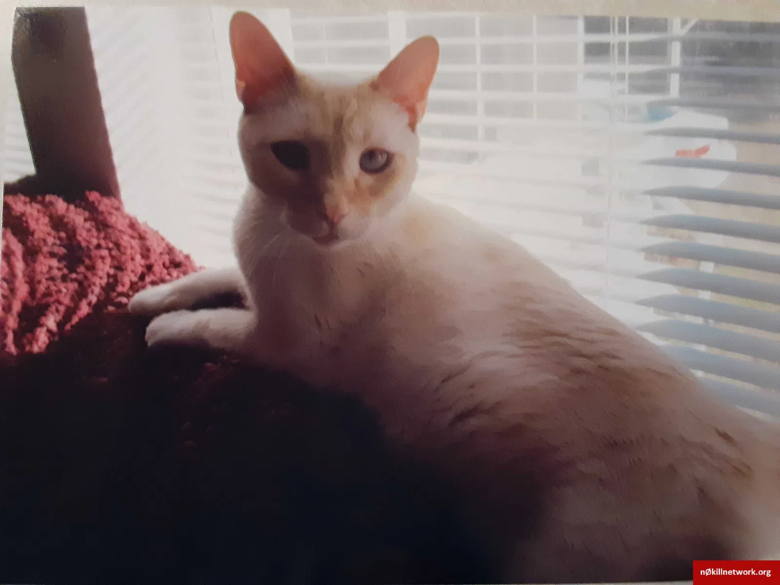 Lost cat in Middleburg, FL, 32068