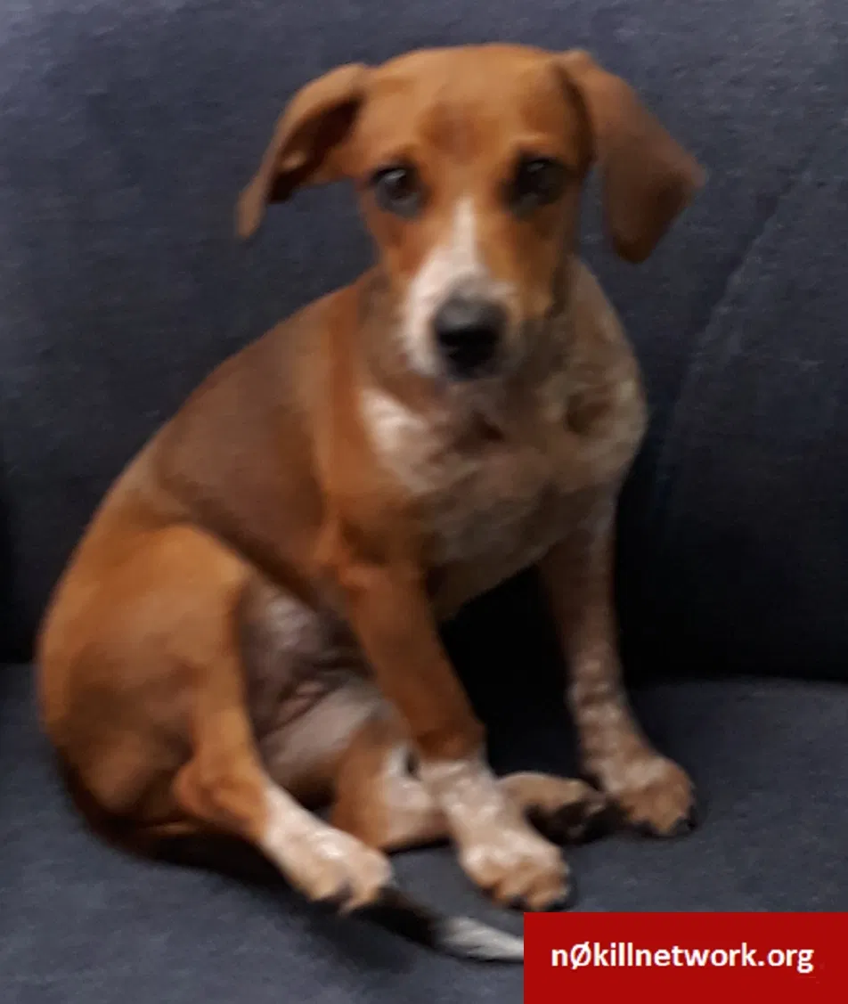 Lost dog in Mesa, AZ, 85215