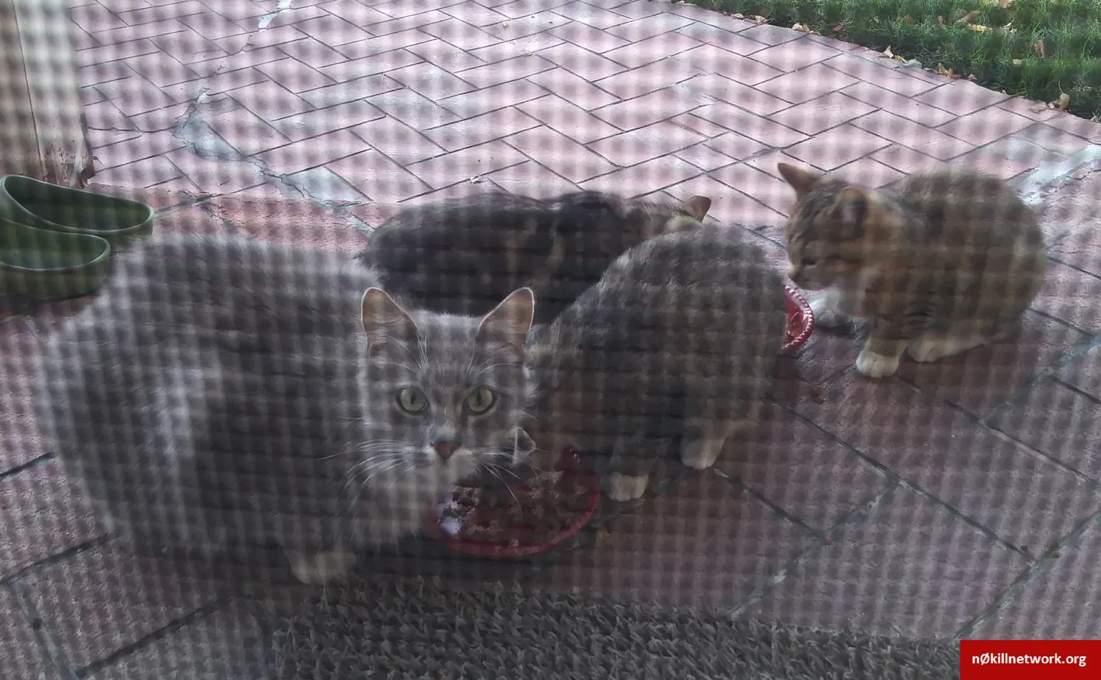 Lost cat in Salt Lake City, UT, 84123