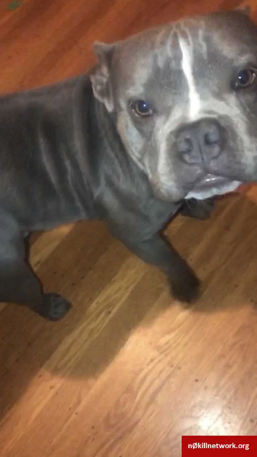 Lost dog in San Pablo, CA, 94806