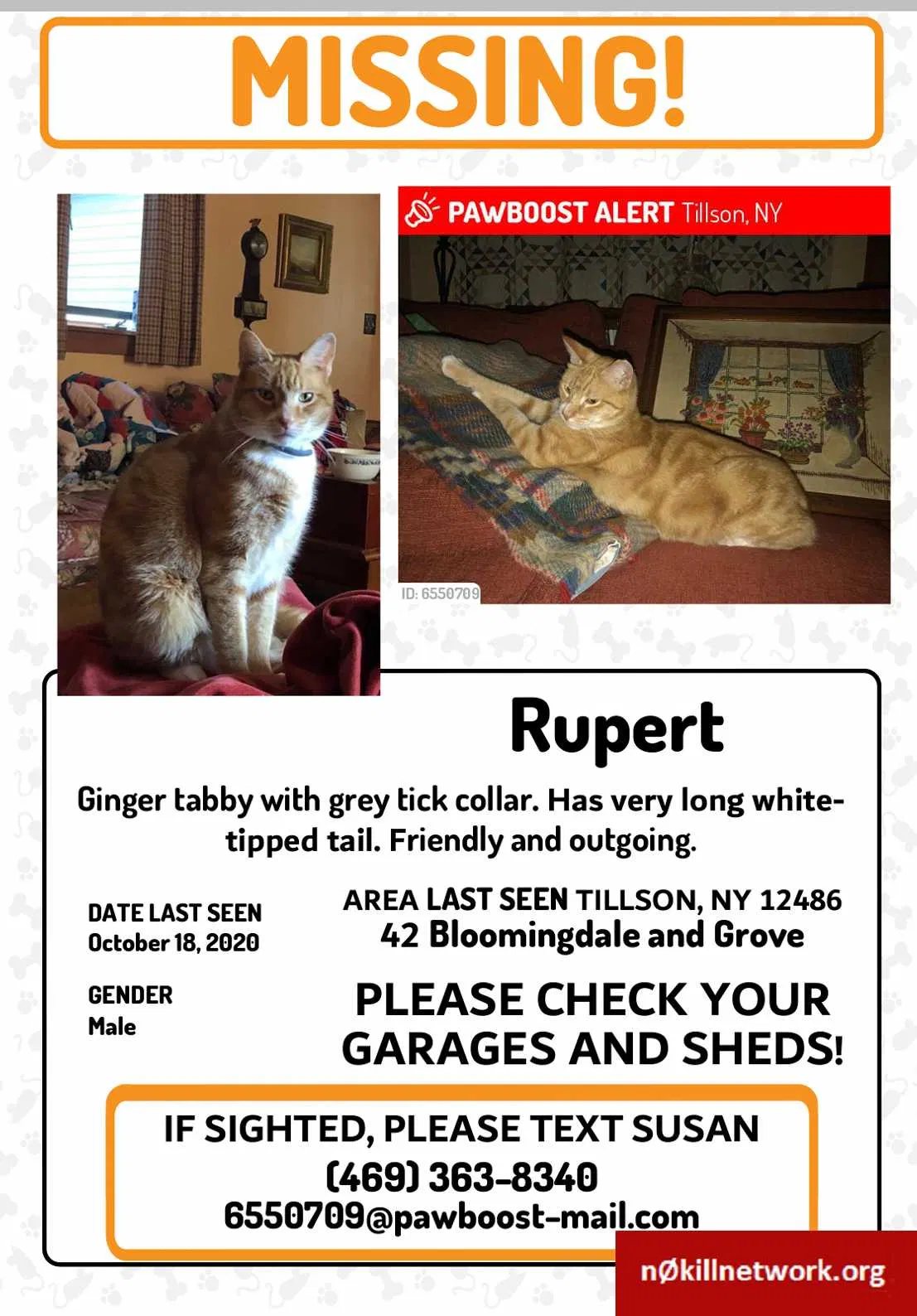 Lost cat in Tillson, NY, 12486
