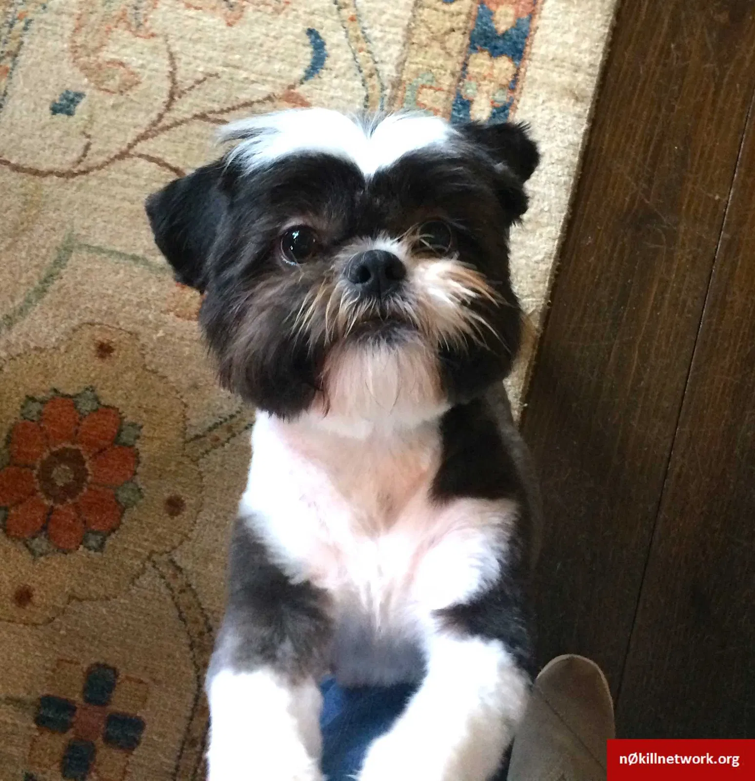 Lost dog in Kingston Springs, TN, 37082