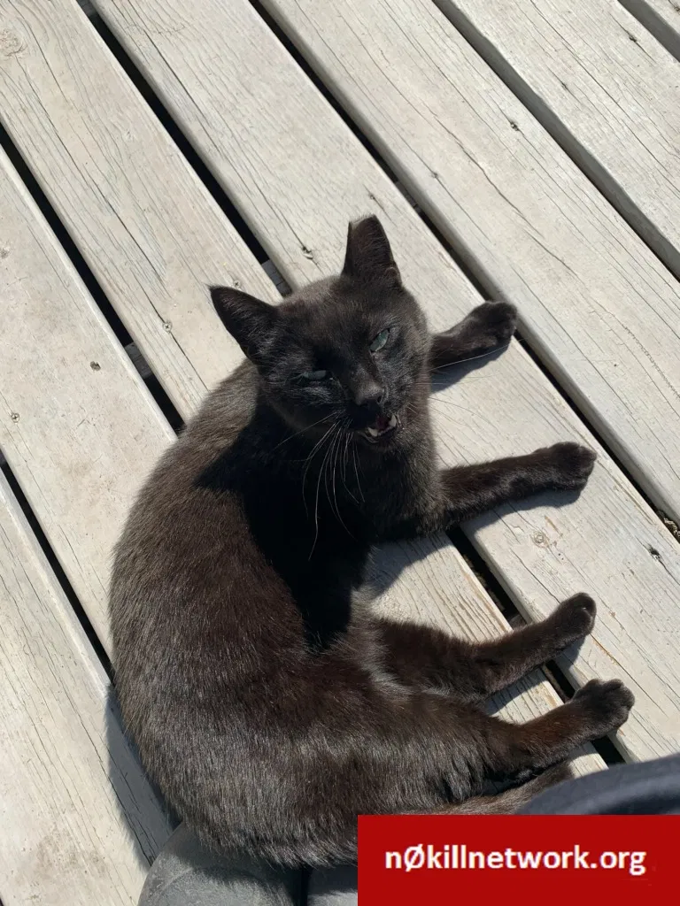 Lost cat in Norristown, PA, 19403