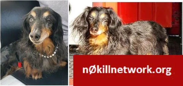 Lost dog in White Lake, MI, 48383