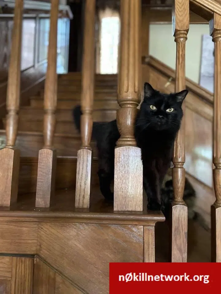 Lost cat in Wichita Falls, TX, 76309