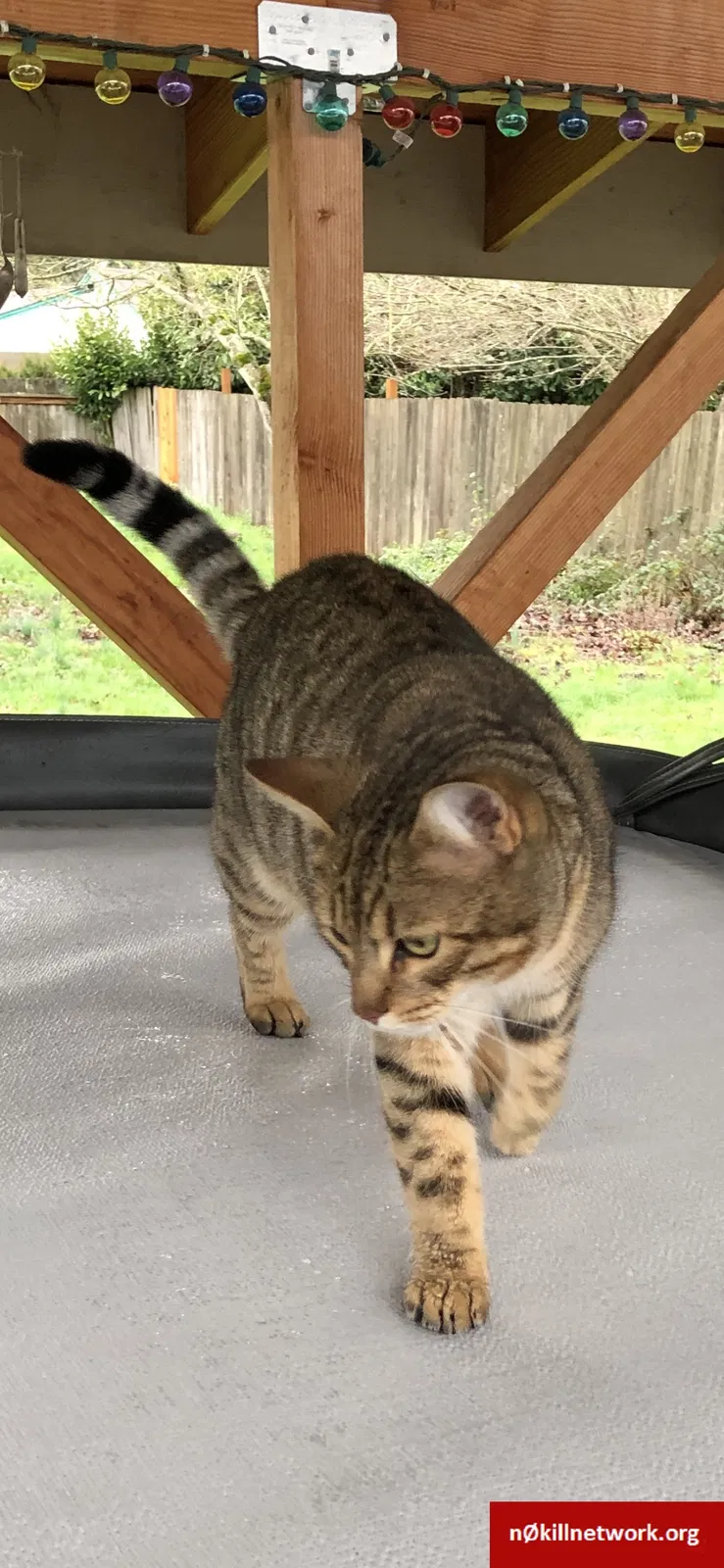 Lost cat in Eugene, OR, 97404