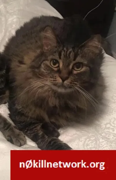 Lost cat in Taylors, SC, 29687