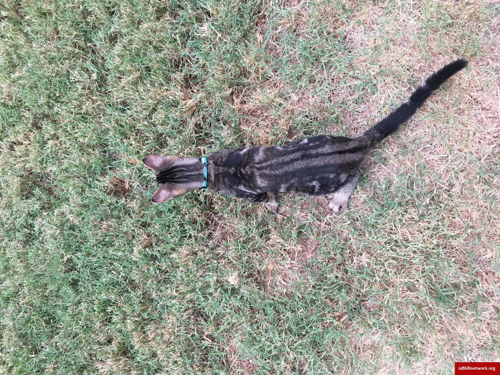 Lost cat in Tempe, AZ, 85281