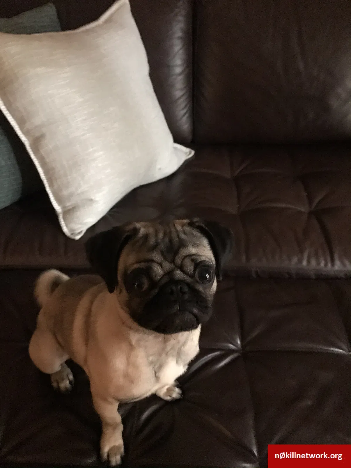 Lost dog in Houston, TX, 77029