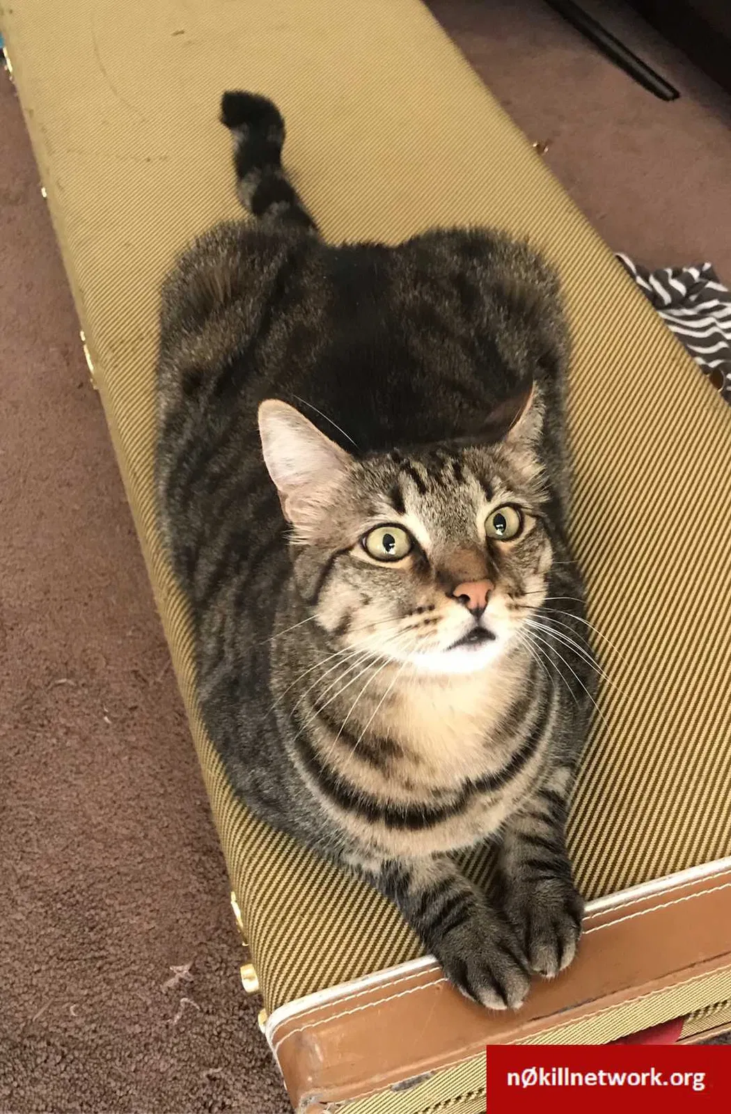 Lost cat in Glendale, AZ, 85310