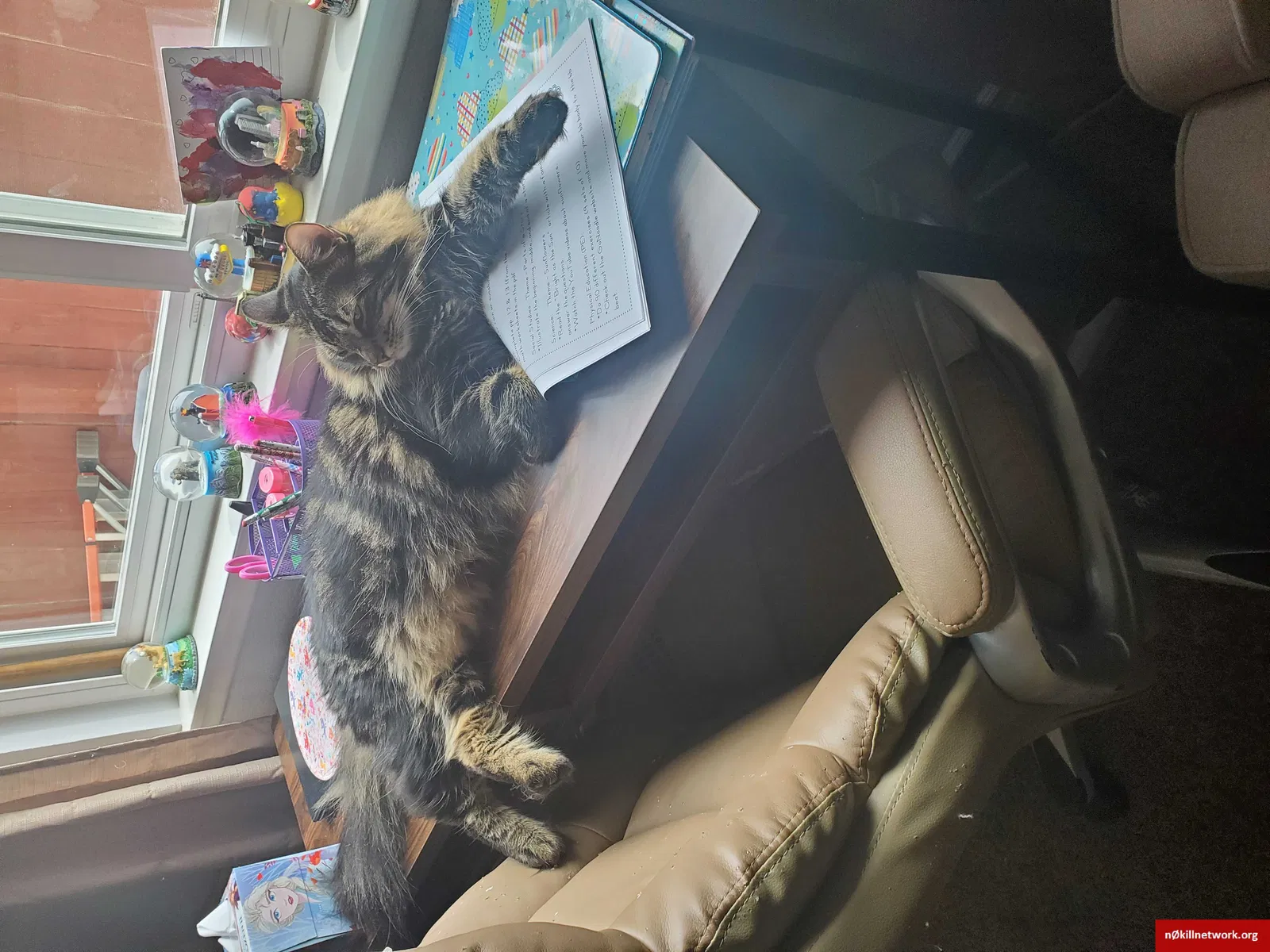 Lost cat in Trabuco Canyon, CA, 92679