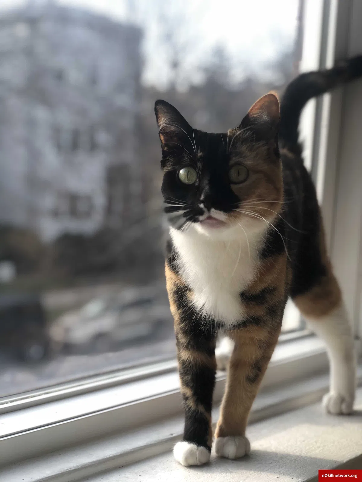 Lost cat in Chicago, IL, 60657