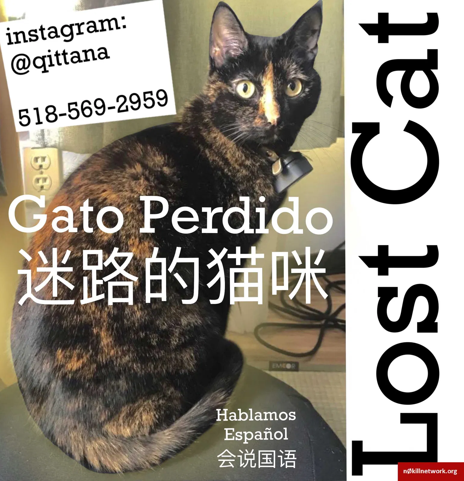 Lost cat in San Francisco, CA, 94110