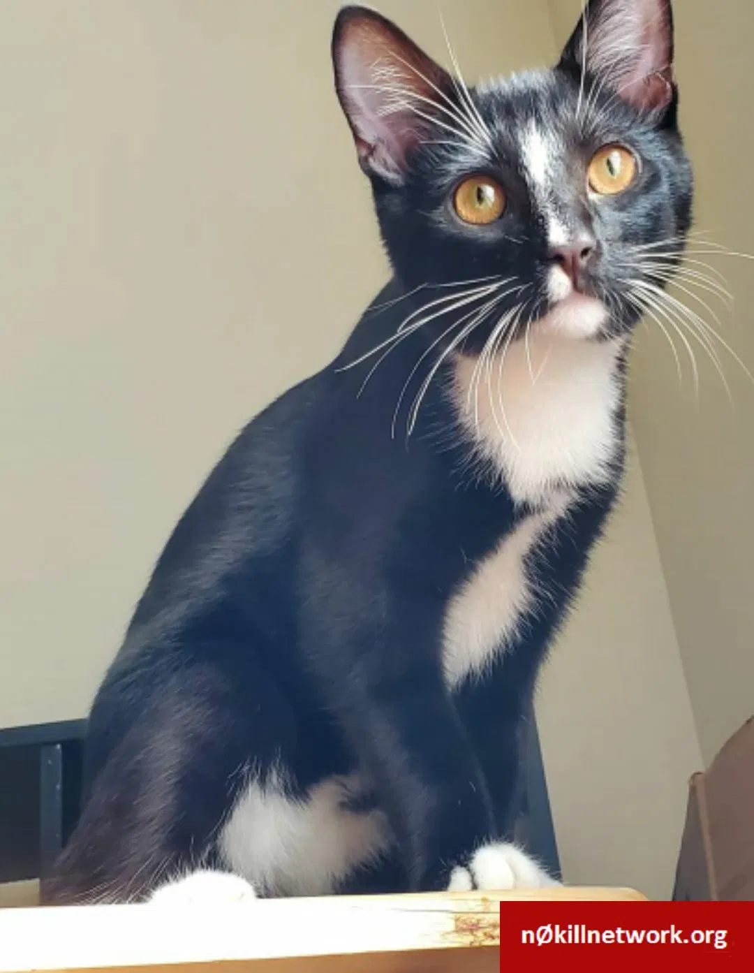 Lost cat in Grove City, OH, 43123