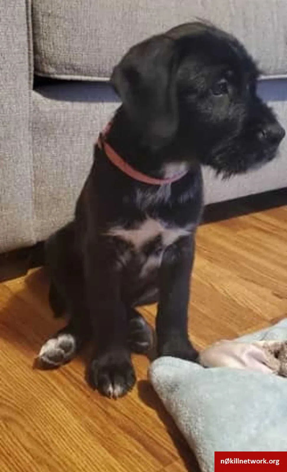 Lost dog in Bessemer City, NC, 28016